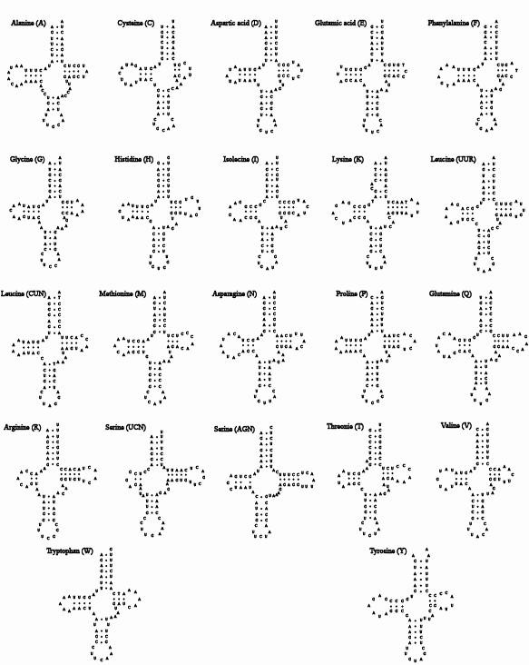 그림 Ⅱ-1-1-47. 두드럭조개의 미토콘드리아 유전체 내에 존재하는 22개의tRNA 이차구조