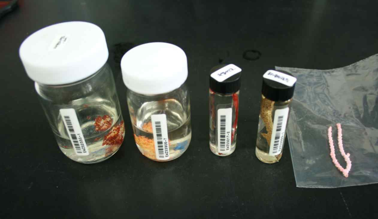 그림 Ⅱ-1-2-1. 자포동물 미토콘드리아 유전체 분석대상 5종의 액침표본과 생체시료