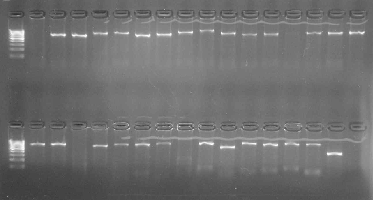 그림 Ⅱ-1-2-5. 둔한진총산호에 대한 PCR 후 전기영동 확인 사진
