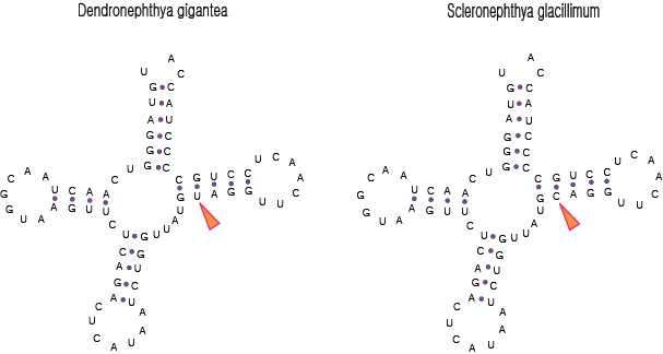 그림 Ⅱ-1-2-7. 큰수지맨드라미와 분홍바다맨드라미에서 추정한 tRNA 2차구조의 예