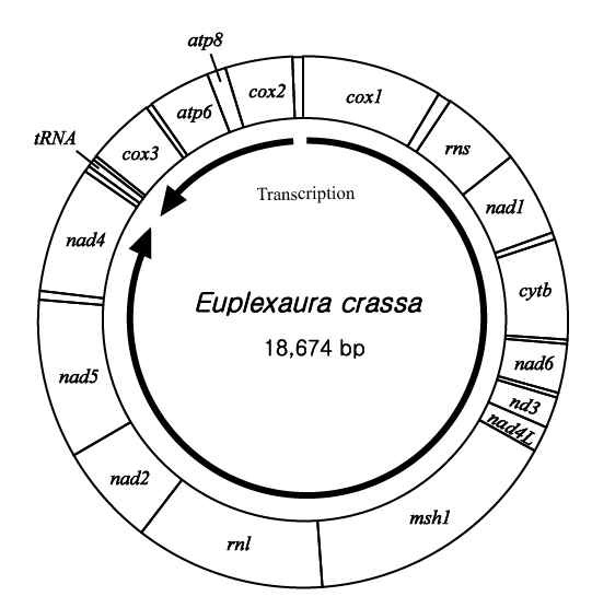 그림 Ⅱ-1-2-10. 둔한진총산호 미토콘드리아의 유전체 배열