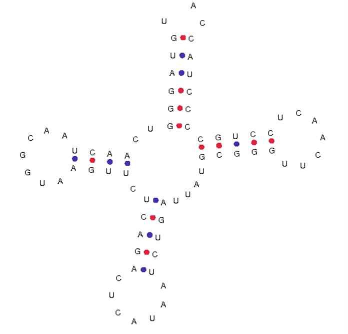 그림 Ⅱ-1-2-11. 둔한진총산호 미토콘드리아의 tRNA 2차 구조