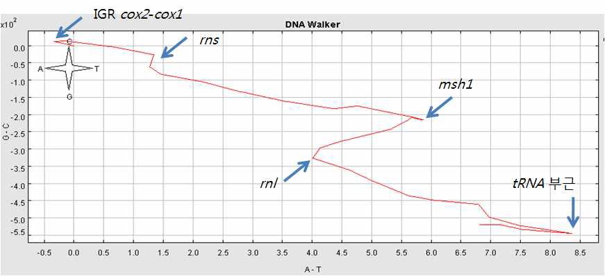 그림 Ⅱ-1-2-12. 둔한진총산호 미토콘드리아에 대한 DNA walk 분석