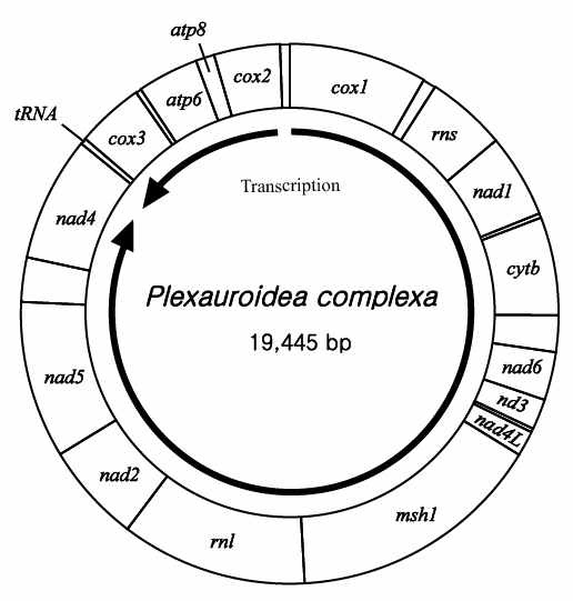 그림 Ⅱ-1-2-14. 측맵시산호의 미토콘드리아 유전체 배열