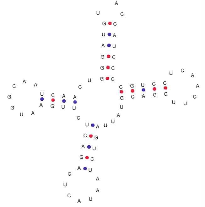 그림 Ⅱ-1-2-15. 측맵시산호 미토콘드리아의 tRNA 2차 구조
