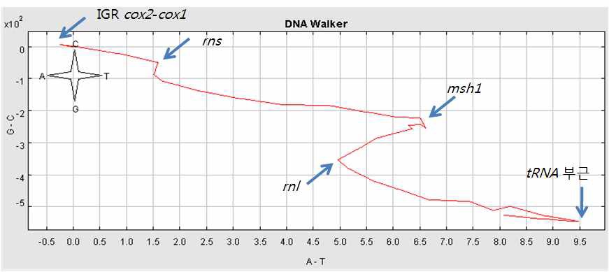 그림 Ⅱ-1-2-16. 측맵시산호 미토콘드리아 유전체에 대한 DNA walk 분석