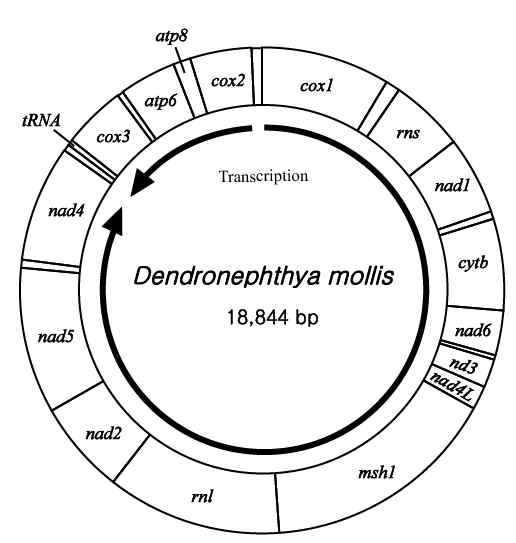 그림 Ⅱ-1-2-18. 연수지맨드라미의 미토콘드리아 유전체 배열