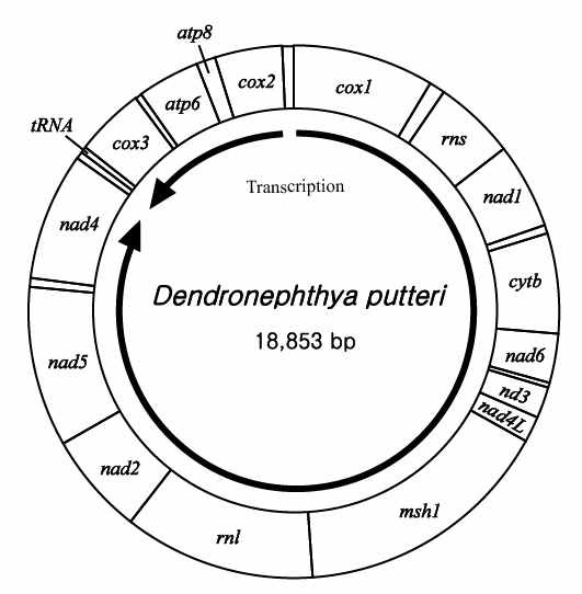 그림 Ⅱ-1-2-22. 자색수지맨드라미의 미토콘드리아 유전체 배열