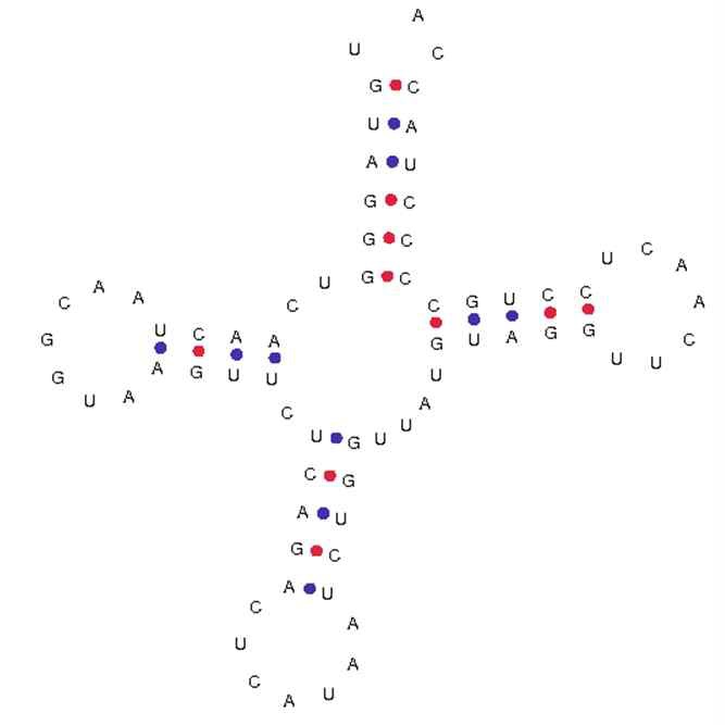 그림 Ⅱ-1-2-23. 자색수지맨드라미 미토콘드리아의 tRNA 2차 구조