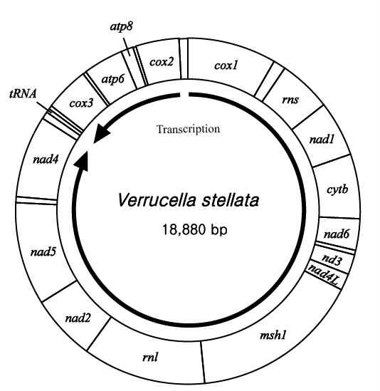 그림 Ⅱ-1-2-27. 별혹산호의 미토콘드리아 유전체 배열