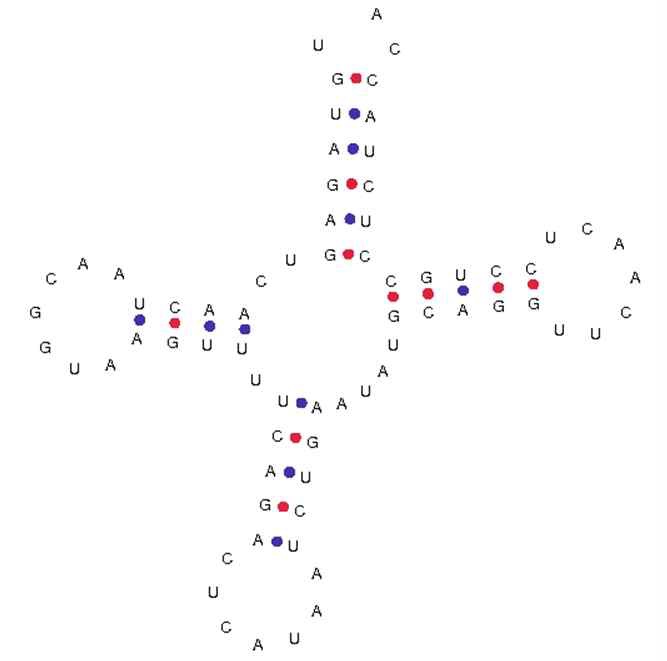 그림 Ⅱ-1-2-28. 별혹산호 미토콘드리아의 tRNA의 2차 구조