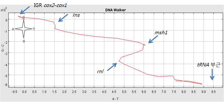 그림 Ⅱ-1-2-29. 별혹산호 미토콘드리아에 대한 DNA walk 분석