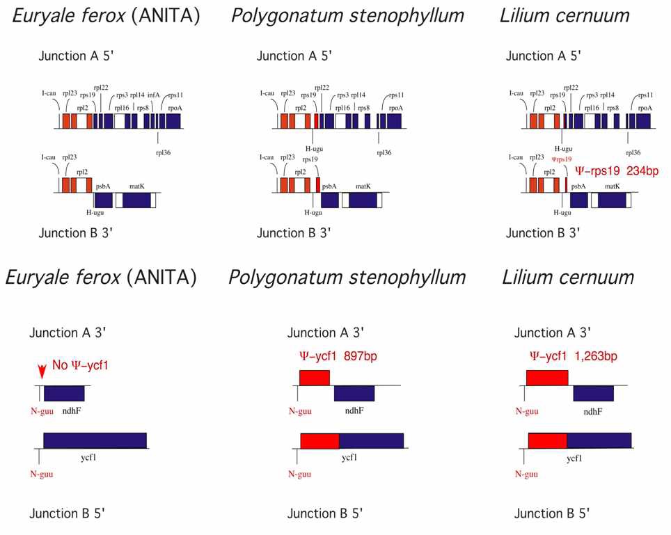 그림 Ⅱ-2-7. 가시연, 층층둥굴레, 솔나리의 IR구간의 유전체 구조적 차이