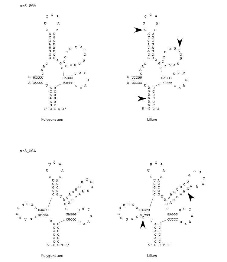 그림 Ⅱ-2-10. 층층둥굴레와 솔나리의 trnS 유전자의 2차구조 비교