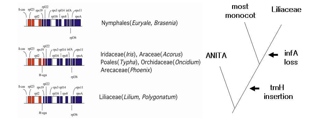 그림 Ⅱ-2-12. 단자엽식물과 ANITA의 rpl23 오페론의 진화