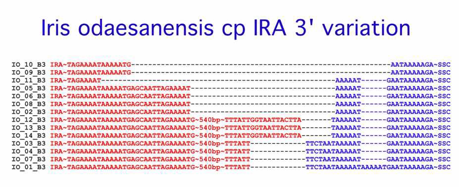 그림 Ⅱ-2-16. 노랑무늬붓꽃 군집간 엽록체 IRA 3' end 유전적 다양성