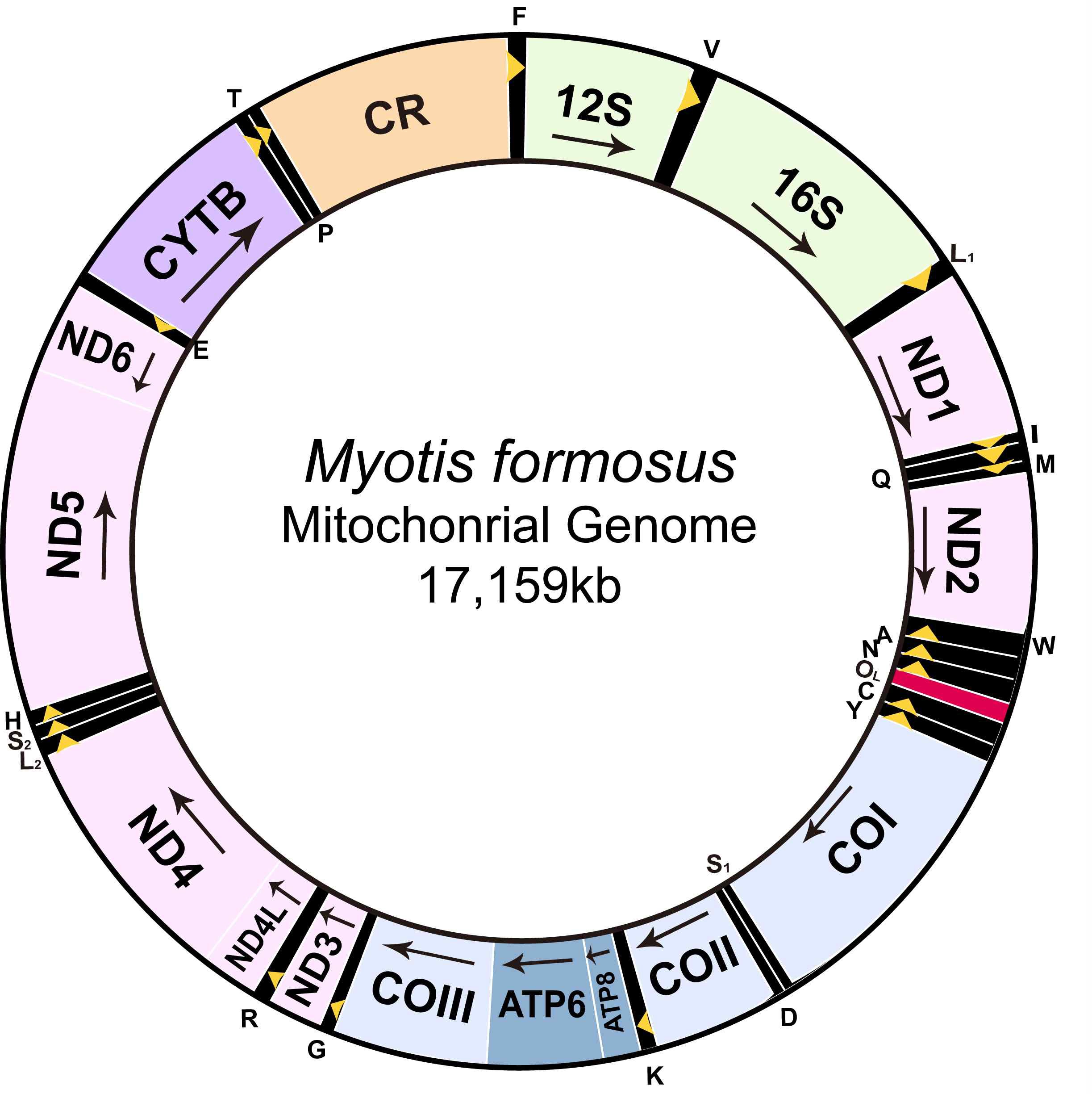 그림 Ⅱ-1-1-10. 붉은박쥐의 전체 미토콘드리아 유전체의 유전자 배열