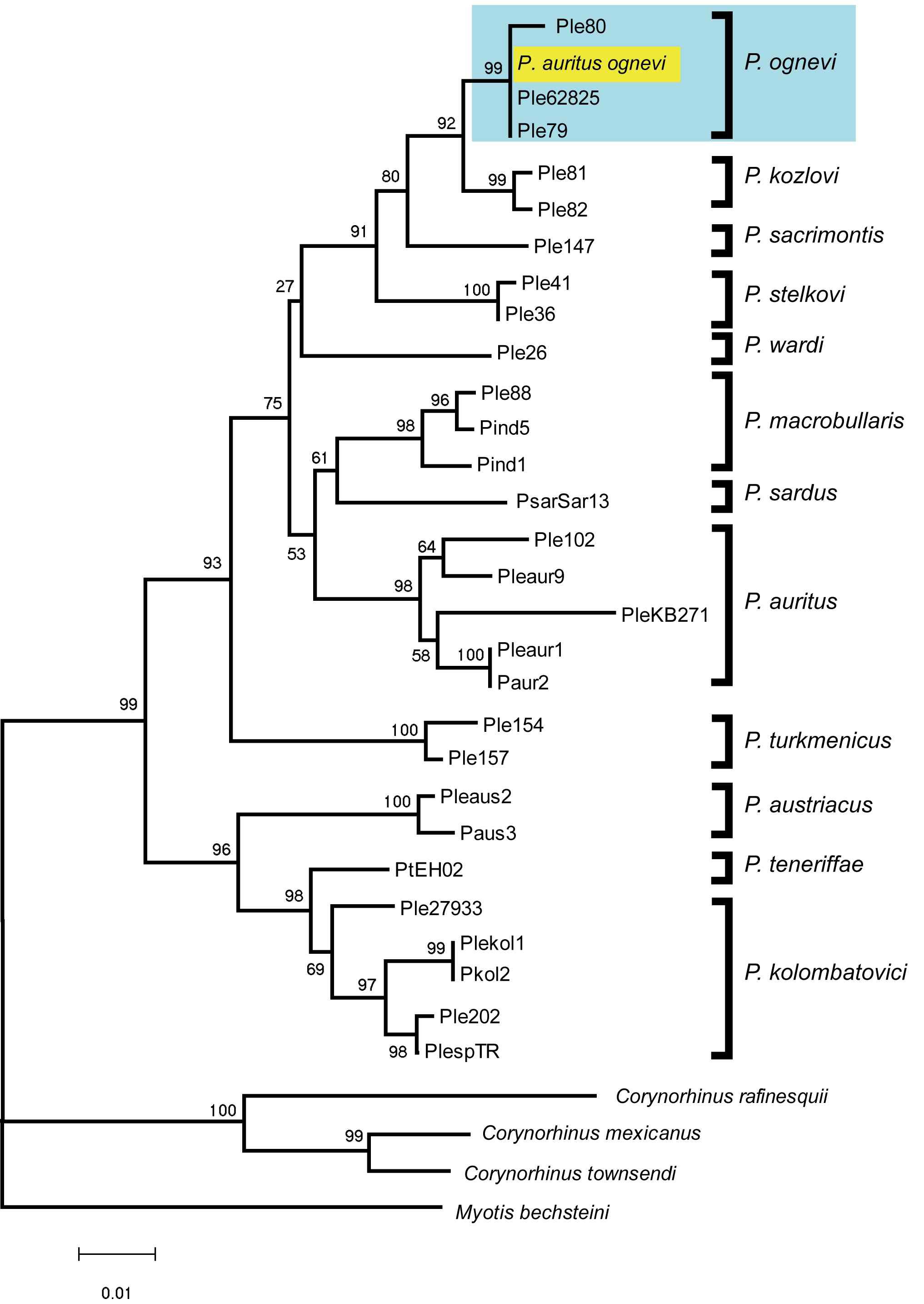 그림 Ⅱ-1-1-15. Plecotus 속내 종들의 16S rRNA 유전자의 p-distance를 이용한 NJ 계통수