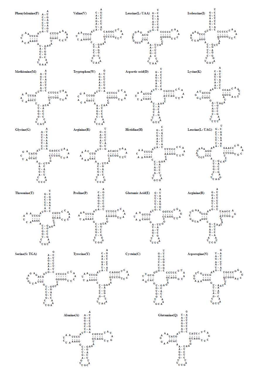 그림 Ⅱ-1-1-23. 금개구리의 미토콘드리아 유전체 내에 존재하는 22개의tRNA 이차구조