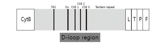 그림 Ⅱ-1-1-24. 금개구리 D-loop region의 모식도