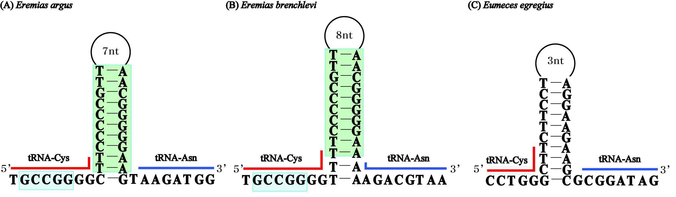 그림 Ⅱ-1-1-29. Eremias 속내 종들의 light-strand replication origin 2차 구조