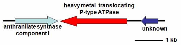 그림 5. 유전자 동정된 cadmium 저항성 관련 P-type ATPase의 확보