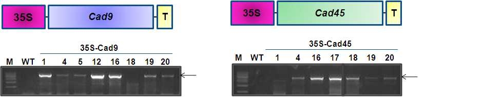 그림 6. 메타게놈 유래 Cad9, Cad45 과다발현 형질전환 애기장대 식물의 PCR 분석.