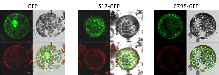 그림 12. 나문재 SaDhn과 SaRBP1-GFP 융합 단백질 세포내 위치 분석.