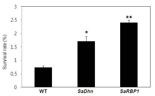 그림 16. 나문재 SaDhn과 SaRBP1을 발현하는 효모의 냉동 스트레스 저항성 분석.