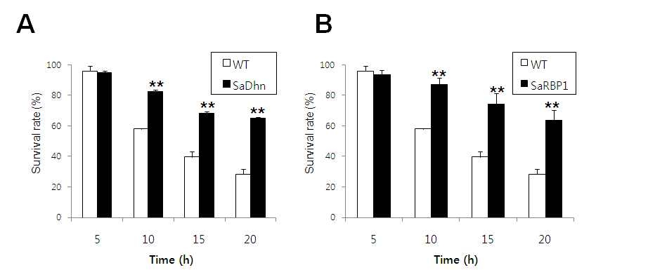그림 17. 나문재 SaDhn과 SaRBP1을 발현하는 효모의 고온 스트레스 저항성 분석.
