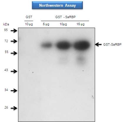 그림 19. 나문재에서 분리한 SaRBP1 재조합 단백질의 RNA 결합 분석.