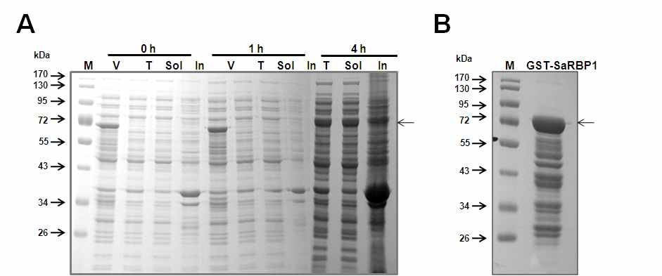그림 18. 나문재에서 분리한 SaRBP1 재조합 단백질 분석.