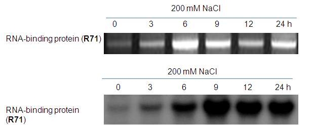 그림 20. RT-PCR과 노던 블랏을 이용하여 갯무에서 R71 유전자 발현 분석.
