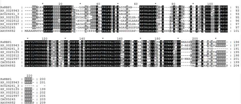 그림 21. 갯무 RsRBP1과 상동성이 높은 다른 식물의 RBP 단백질 아미노산 비교 분석