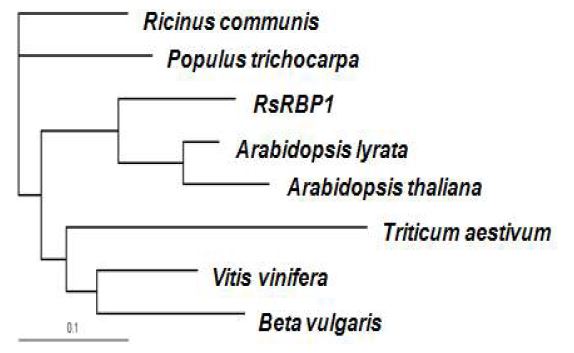 그림 22. 갯무 RsRBP1과 상동성이 높은 다른 식물의 RBP 단백질의 phylogenic tree 분석.
