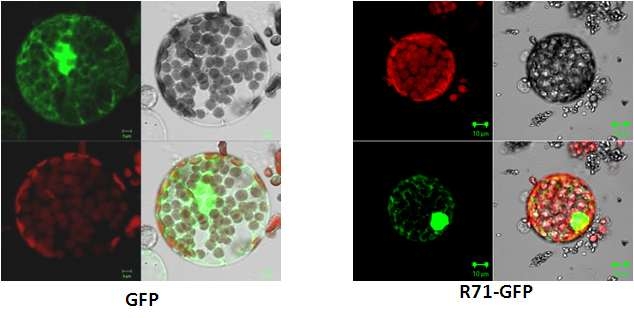 그림 23. 공촛점 현미경을 이용하여 담배 원형질체에 R71-GFP 세포위치 분석