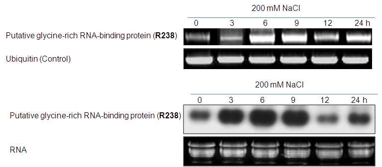그림 26. RT-PCR과 노던 블랏을 이용하여 갯무에서 R238 유전자 발현 분석.