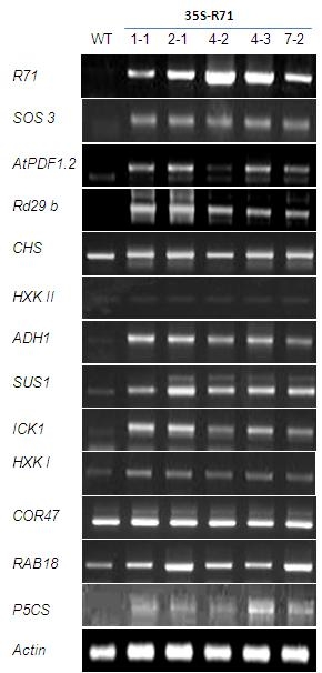 그림 25. RT-PCR을 이용하여 WT과 R71 과다발현 형질전환체의 스트레스 관련 유전자 발현 분석.