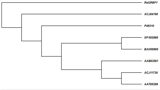그림 28. 갯무 RsGRBP1과 상동성이 높은 다른 식물의 GRBP 단백질의 phylogenic tree 분석.