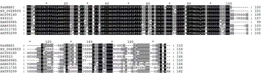 그림 27. 갯무 RsGRBP1과 상동성이 높은 다른 식물의 GRBP 단백질 아미노산 비교 분석.