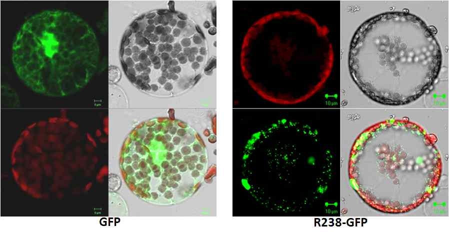 그림 29. 공촛점 현미경을 이용하여 담배 원형질체에 R238-GFP 세포위치 분석