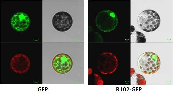 그림 32. 공촛점 현미경을 이용하여 담배 원형질체에 R102-GFP 세포위치 분석