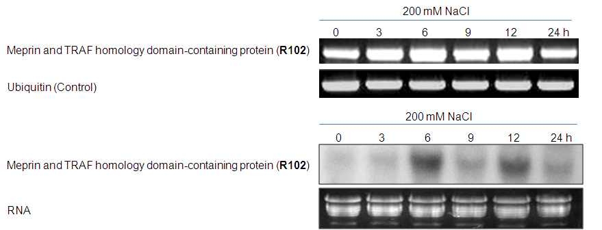 그림 31. RT-PCR과 노던 블랏을 이용하여 갯무에서 R102 유전자 발현 분석.