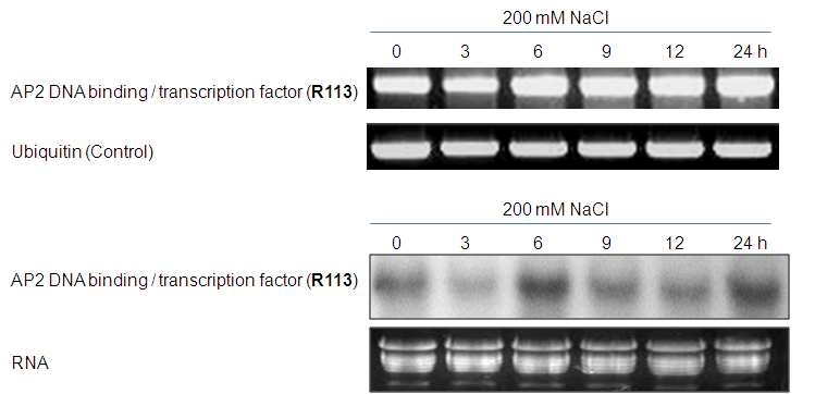 그림 34. RT-PCR과 노던 블랏을 이용하여 갯무에서 R113 유전자 발현 분석.