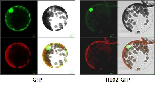 그림 36. 공촛점 현미경을 이용하여 담배 원형질체에 R113-GFP 세포위치 분석