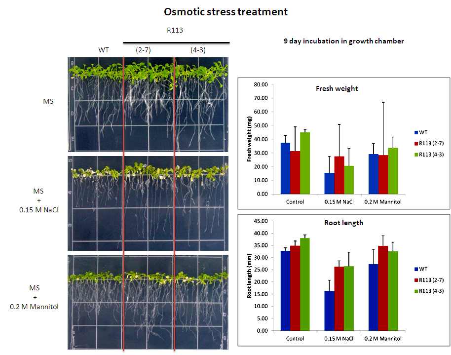 그림 40. WT과 R113 과다발현 형질전환체의 삼투 스트레스 저항성 분석.
