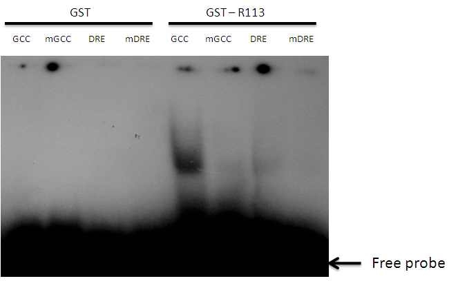 그림 38. EMSA(electrophoretic mobility shift assay)를 이용한 GST-R113 재조합 단백질의 GCC, DRE DNA element binding 분석.