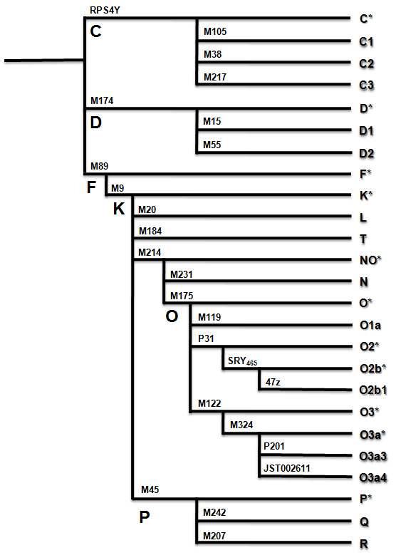 chromosome haplogroup tree for the origin and evolutionary relationship based on east Asian Y haplogroups (Unpublished data, Kim et al., 2010).