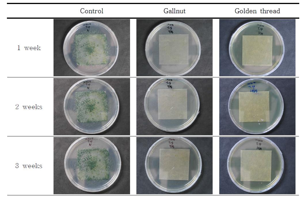 Antifungal activity of dyed Hanji against Trichoderma sp.