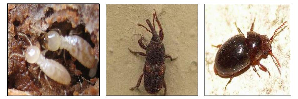 공시충 – 왼쪽부터 흰개미, 쌀바구미, 궐련벌레